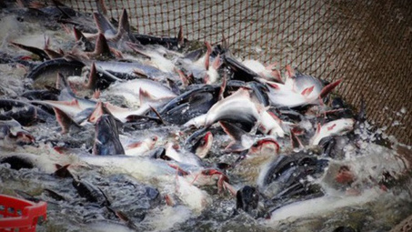 Thực trạng phát triển công nghiệp chế biến thủy sản tại tỉnh Trà Vinh